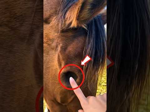 You Won T Believe What I Did To A Blind Horse