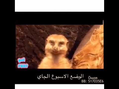 الدوام طلاب المدارس الاسبوع الجاي