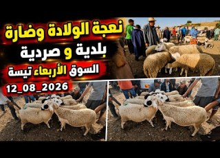  Prices For Ewes And Rams Baladi And Sardi Breeds At The Wednesday Market In Tissa Taounate Pro