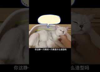  如果你家里的猫咪生了崽崽 请不要一直宠爱小猫崽 记得多关系猫妈妈多爱它 抖音
