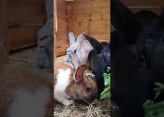 Aina Za Vyakula Sungura Wana Penda Kula Usiache Ku Subscribe Like Ili Kuendelea Kupata ELIMU Zaidi