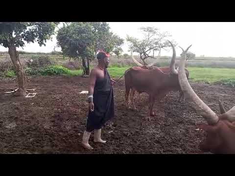 NDAMA JIGUSHILAGA UJUMBE WA NG OMBE ZA NDAMA MPYA 2026 BY SHULE MSABAZAJI