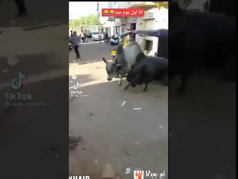 العجول ركبت توكتك وهربت من الدبح اول يوم العيد حالآ