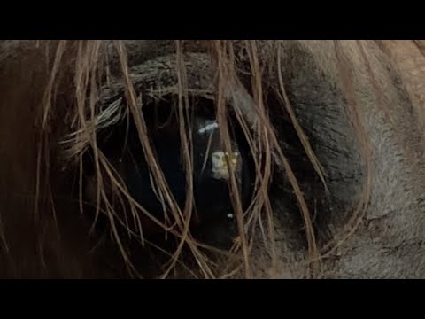 وداعيه تهز ضلوع صدر العاشق الولهان صالح ال مانعه