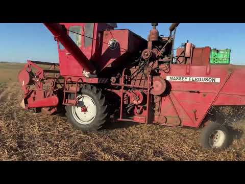 MASSEY FERGUSON Zhnyva Soyi 2025 Zaversheno