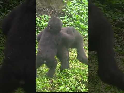 433 ゴリラ D Jeeco Family Shorts 金剛猩猩