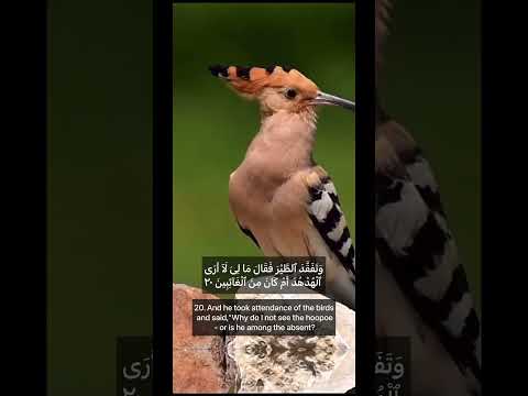 Surah Naml 20 21 سورة نمل