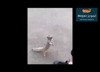  سنجاب يشعر بعطش شديد فركض نحو شخص يحمل الماء شاهد ماذا فعل
