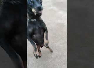 Dog S Stamina Tested