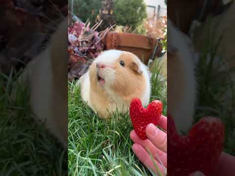 Guinea Pig Says I Love You