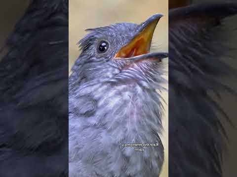 اكتر اصوات الطيور المرعبه اللي ممكن تسمعها في حياتك صدمه