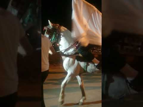 اعراس مهدية تيارت