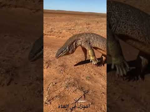 اكبر سحلية في العالم The Biggest Lizard In The World Shorts
