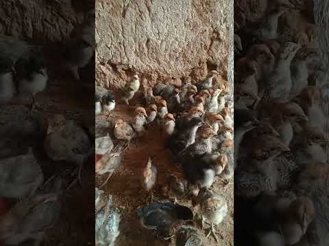 مراحل نمو كتاكيت الفيومي من يوم 1 الى 6 أشهر