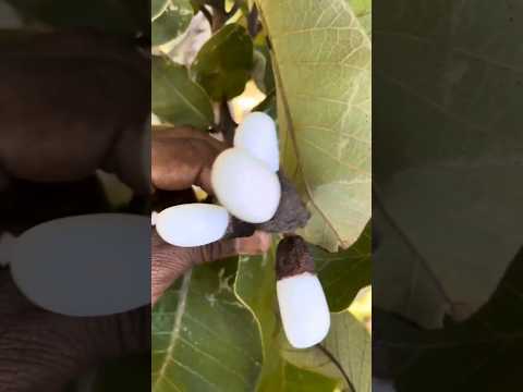 White Biba White Bhilawa English