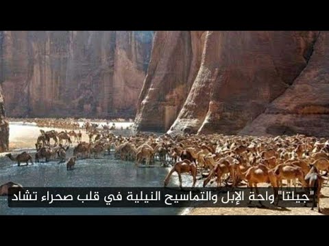 جيلتا واحة الإبل والتماسيح النيلية في قلب صحراء تشاد