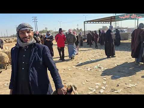 سوق مواشي النجف علوة الحيدريه 2026 1 20 مؤاشي اغنام غنم نعاج جوبه