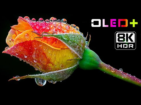 BEST OF OLED Stunning Colorful Flower In 8K HDR Dolby Vision