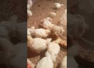 الشبه البيضاء عمر 21 يوم