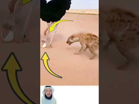 ركلة واحدة من أجل بيضة لأنها ليست مجرد قشرة بل هي مستقبلها وحياتها القادمة اكسبلور لايك ترند تحفيز