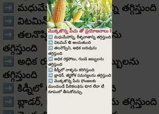  Corn Maize Health Benefits You Didn T Know Boost Digestion Energy Immunity Naturally