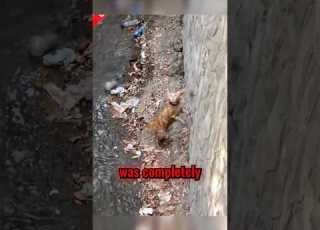 قطة على وشك أن يجرفها النهر شورت قطة شورت رائج