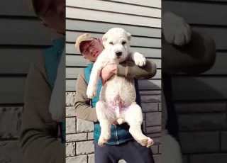  Amazing Alabai Transformation Central Asian Shepherd Dog Shorts
