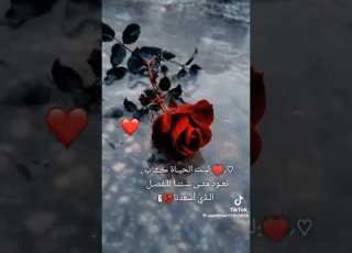 ليت الحياه كتاب نعود متى شئنا للفصل الذي اسعدنا