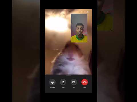 نص جبنة رومي