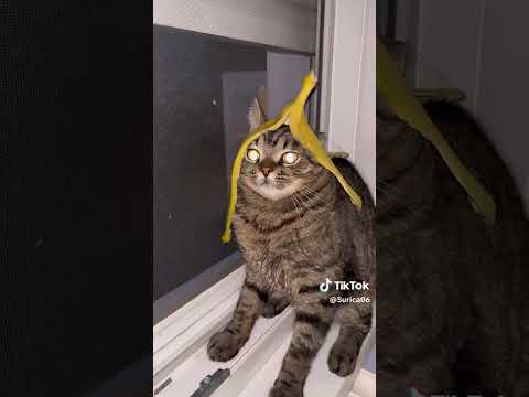 Ahlelele Ahlelas Alexmanyt Bg