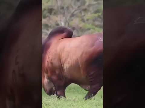 UTAPENDA DUME LA NG OMBE LIKITEMBEA KWA MADAHA MALISHONI