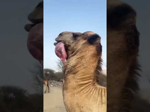 Camelo No Deserto Com Sede Aventuras Animal Animais Camelo