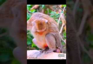 هكذا يلد القرد لحظه ولادة قرد حديث الولادة Monkey Gives Birth