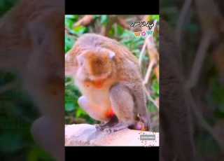 هكذا يلد القرد لحظه ولادة قرد حديث الولادة Monkey Gives Birth