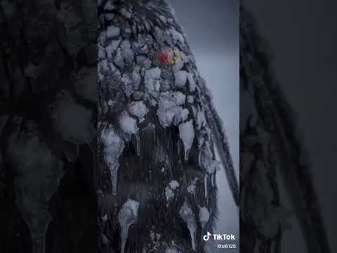 مكتوبي وين دايني زهري وين دايني