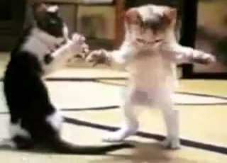 اطه ترقس