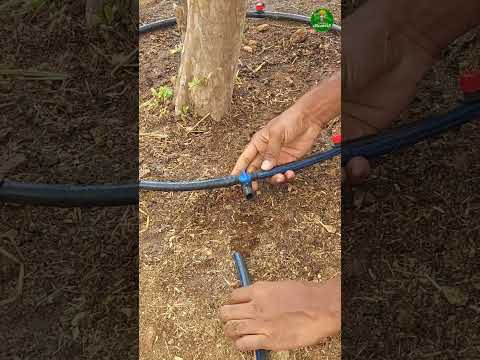 I Found A GENIUS Way To Use Drip Irrigation For Trees Ideas Short