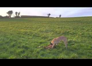  Foxing With Lurchers Day Time