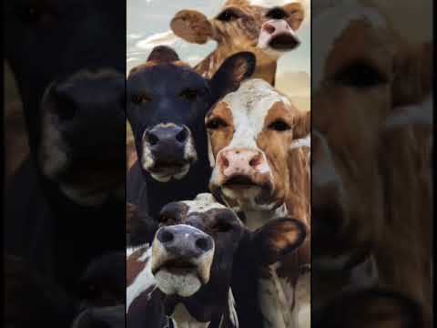 Heee Hee Izi Mang Ombe Zilikonda