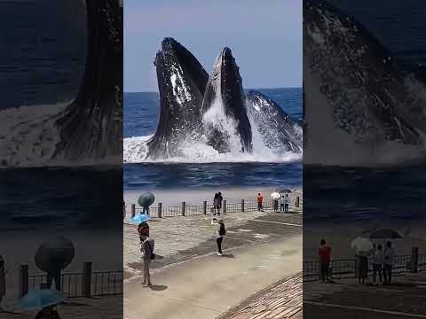 Gentle Giant Whale Catch Fish Exploding Whale At Beach Blue Whale Whale Animal Whale