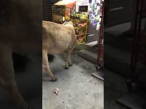 هكذا تطرد الابقار من المحال التجارية في الهند رمضان كريم العراق السعودية مصر مضحك قطر هه