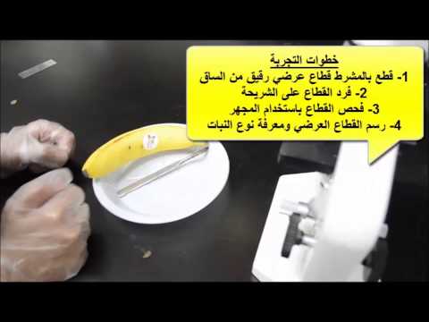 قطاع عرضي في ساق نبات ذو فلقة واحد Mp4