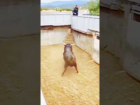 Impressive Power Of A Black Bull By Eltoreoysusombra Tt