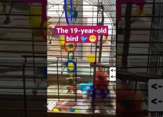 Part 1 L Oiseau De 19 Ans Zwazo Ki Gen 10 Ane