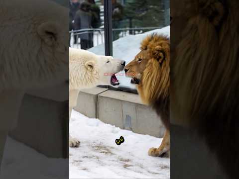 دب قطبي ضد أسد يلتقيان بشكل غير قانوني لأول مرة في العالم في حديقة الحيوانات