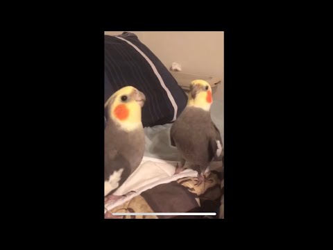Cockatiels Singing Nonstop