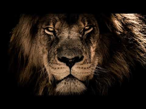 زمارة وادي الذئاب مراد علم دار جديد 2020 محمد الشيخ زمارة الدولة السىرمداوية