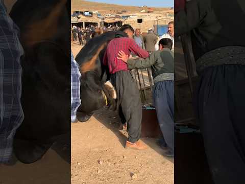 گاو وحشی در بازار فروش گاو