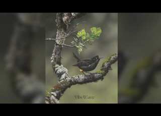  Apathy Kauaʻi ʻōʻō Slowed EL CANTO DE LA EXTINCIÓN 10MNT SONG
