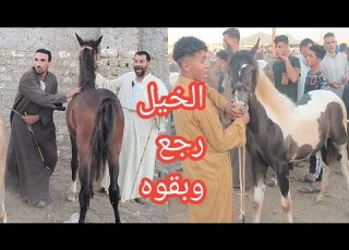  لأ لأ مش ممكن بعد طول انتظار سوق الخيل رجع وبقوه عالميه لكأس العالم